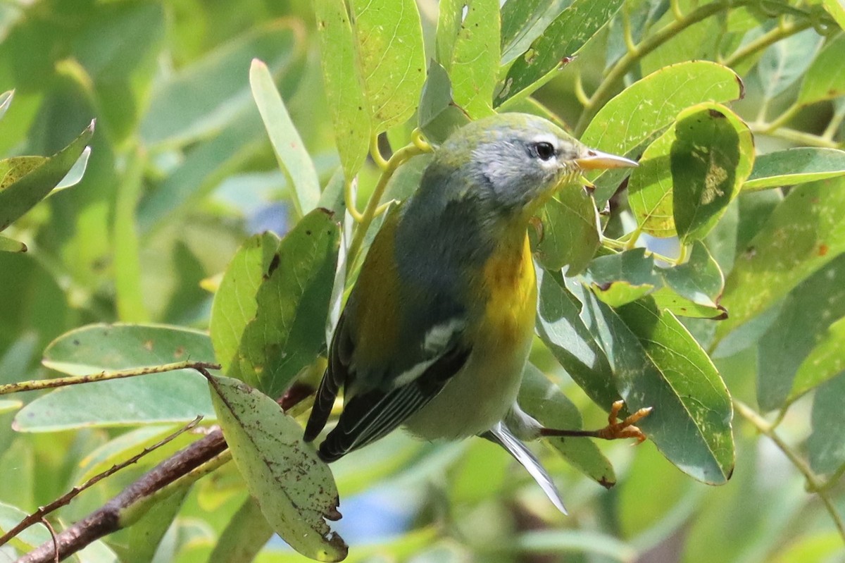 Northern Parula - ML609372095