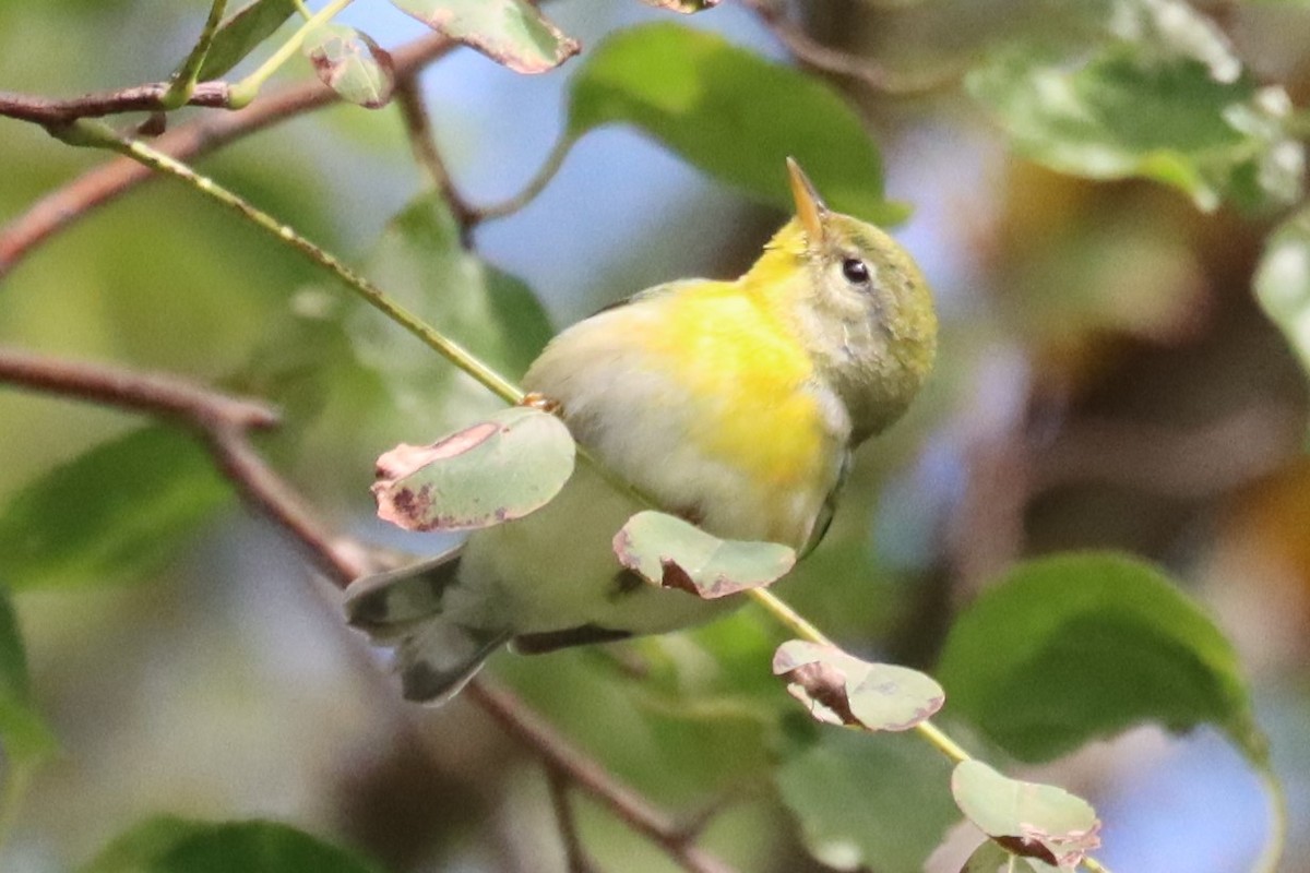 Northern Parula - ML609372100