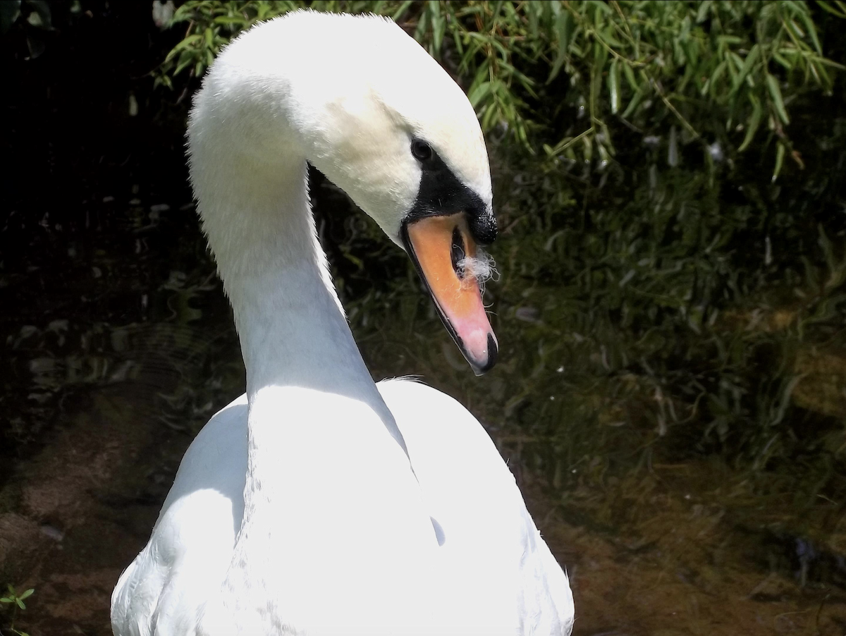 Mute Swan - Lauren Davies