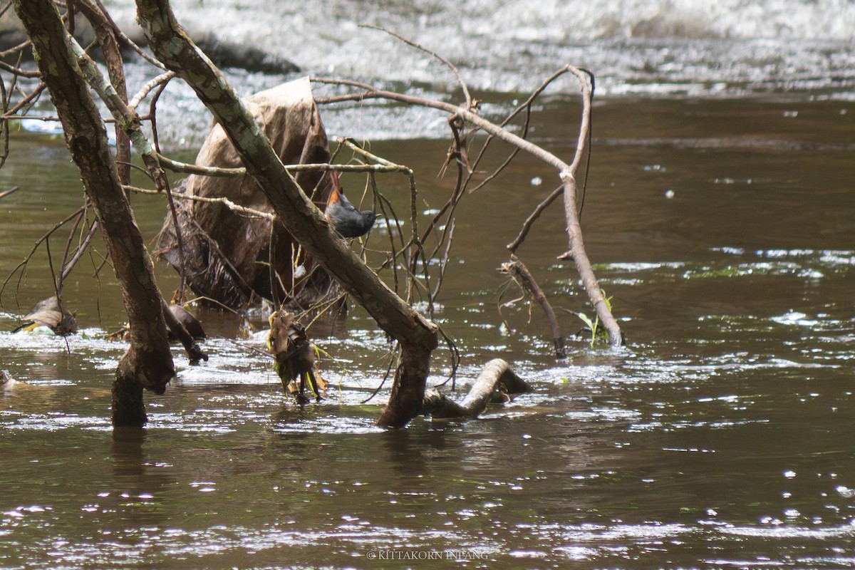 Plumbeous Redstart - ML609372234