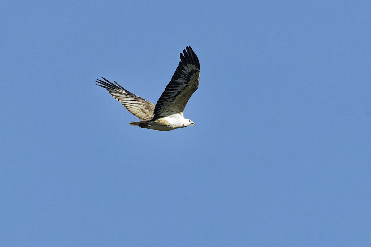 White-bellied Sea-Eagle - Darren Hibberd