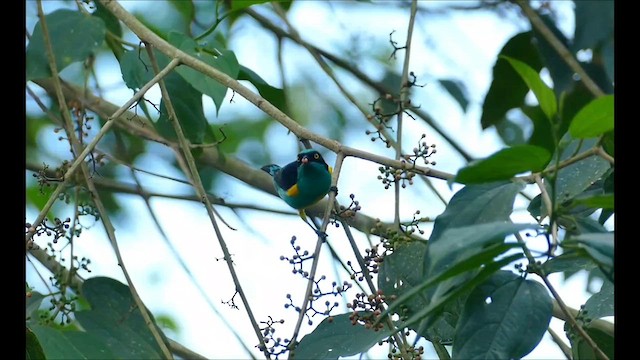 Black-faced Dacnis (Yellow-tufted) - ML609372479