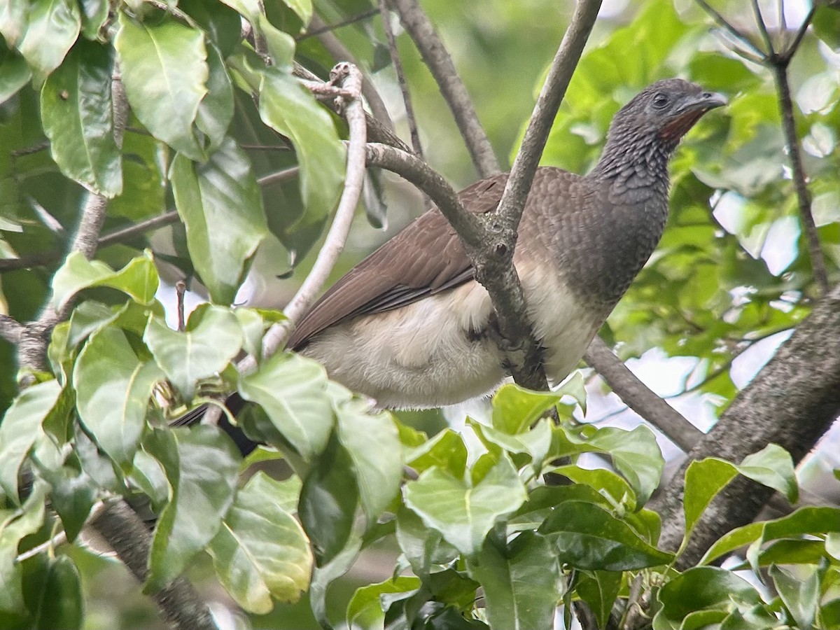 White-bellied Chachalaca - ML609372482