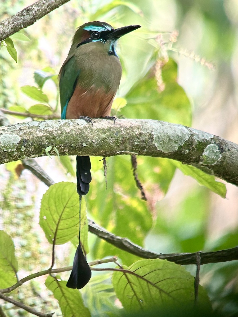 Turquoise-browed Motmot - ML609372485