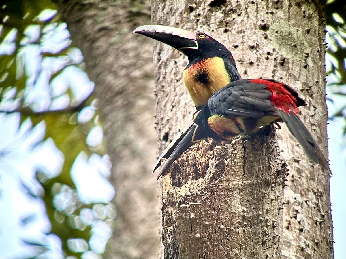 Collared Aracari - ML609372500