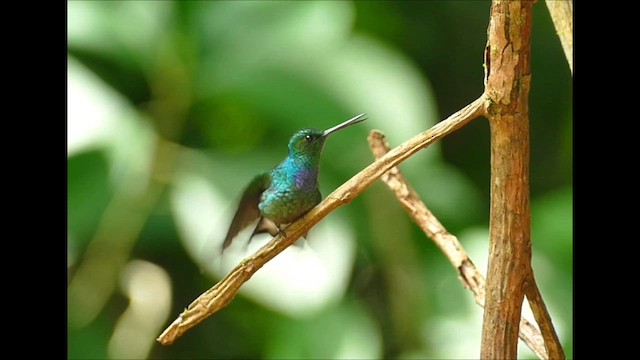 kolibřík západokolumbijský - ML609372511