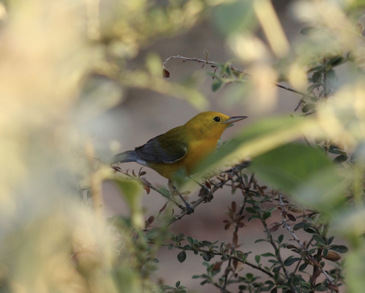 Prothonotary Warbler - ML609372539