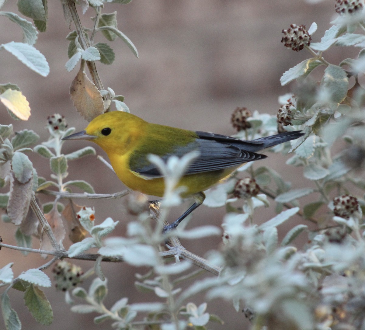 Prothonotary Warbler - ML609372540