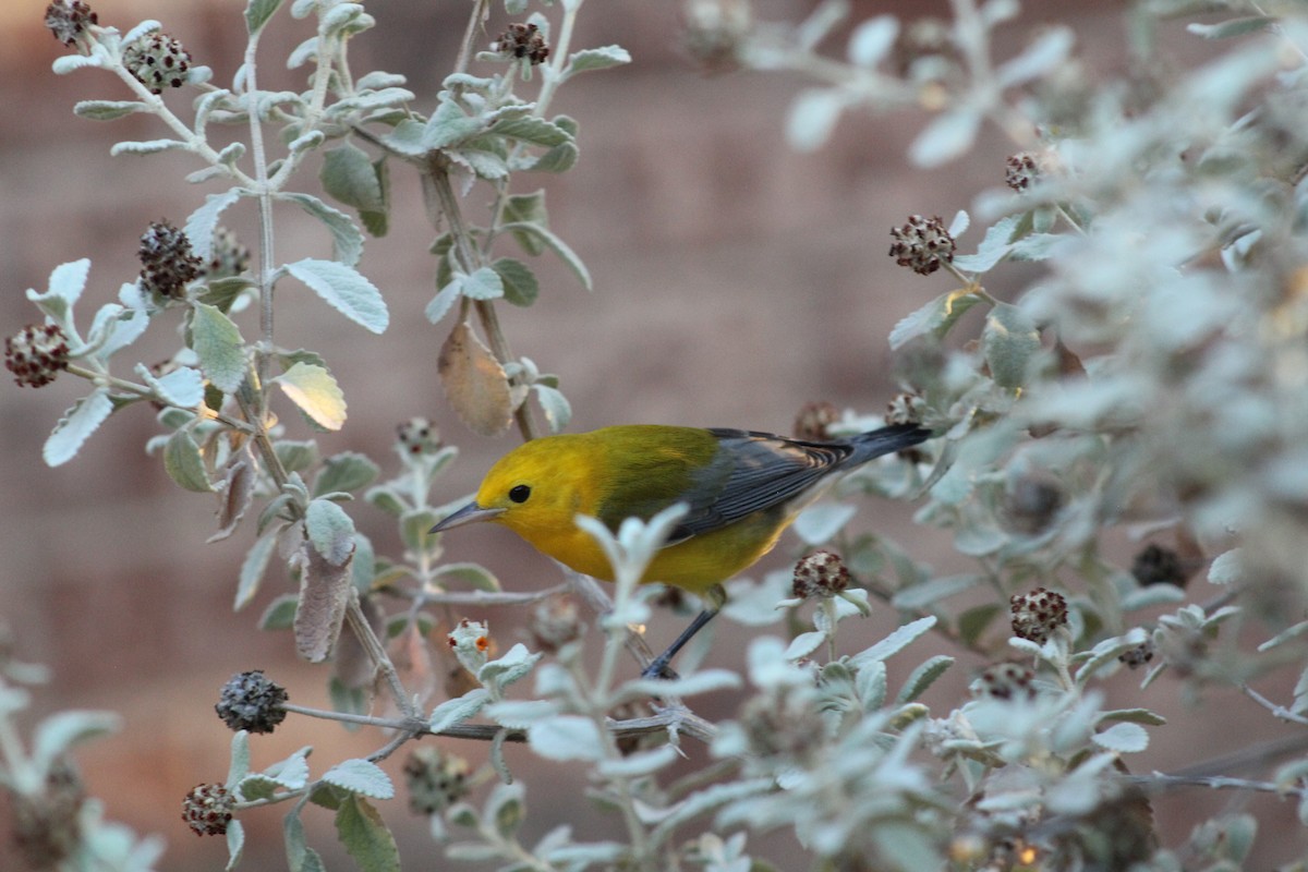 Prothonotary Warbler - ML609372541