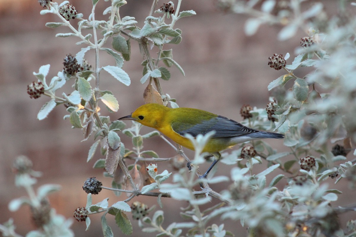 Prothonotary Warbler - ML609372542