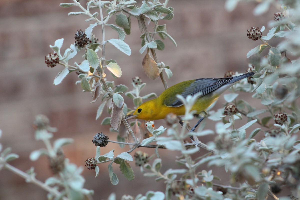 Prothonotary Warbler - ML609372543