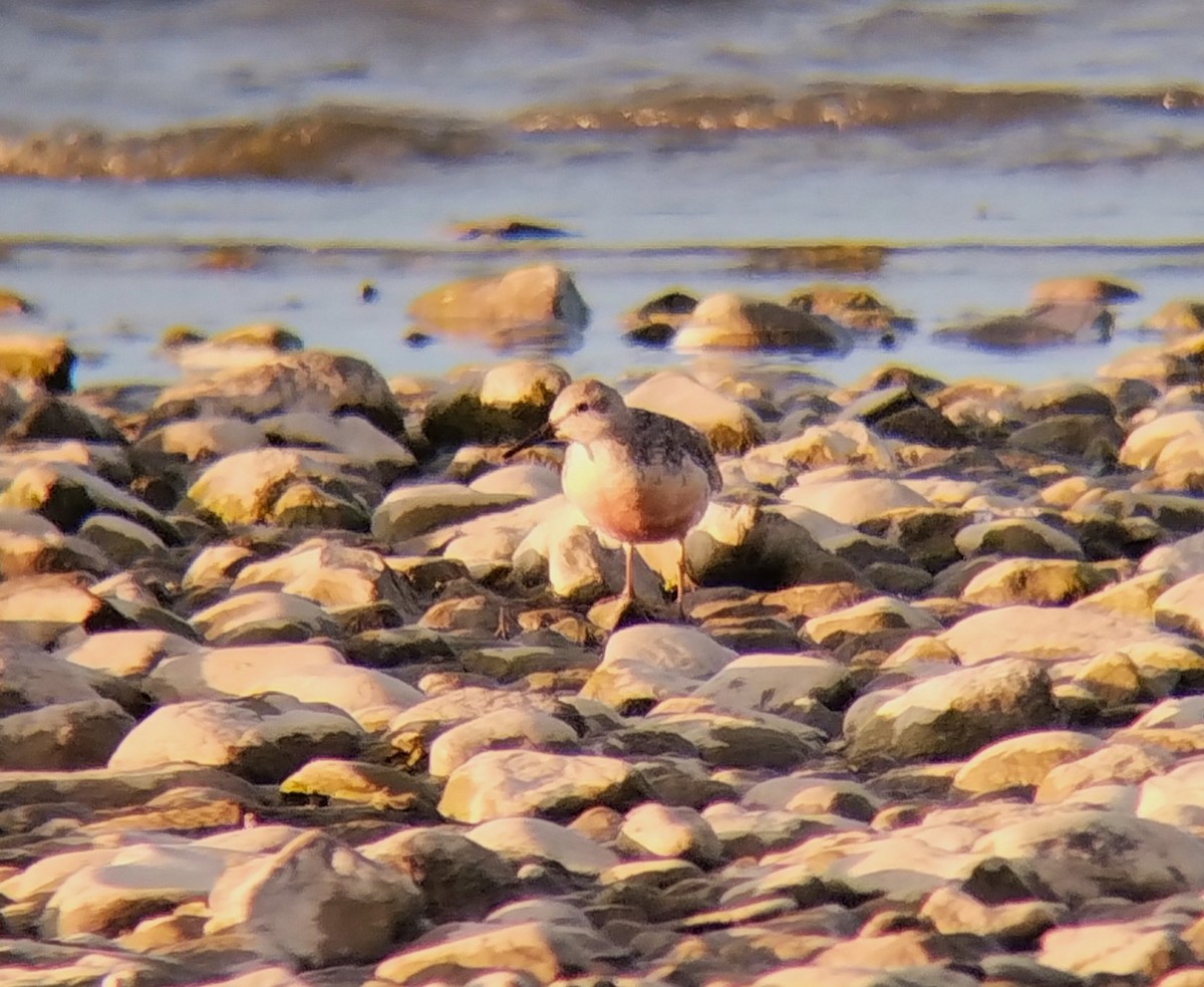 Red Knot - ML609372581