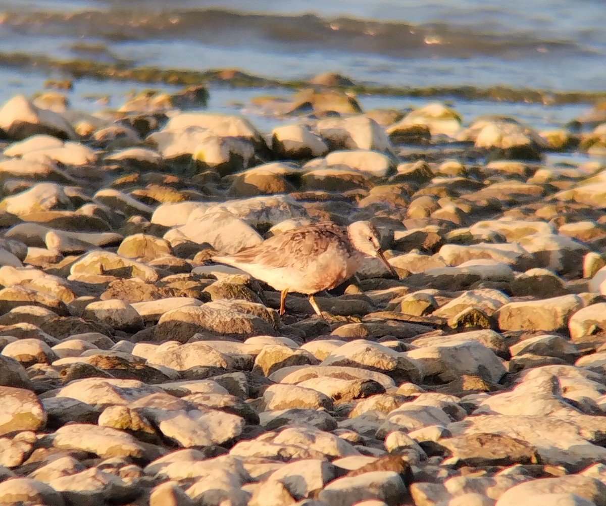 Red Knot - ML609372582