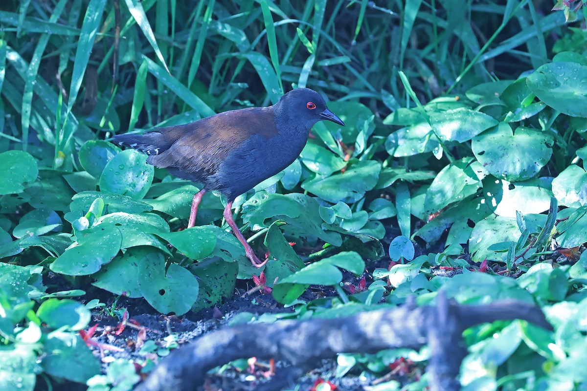 Spotless Crake - ML609372648