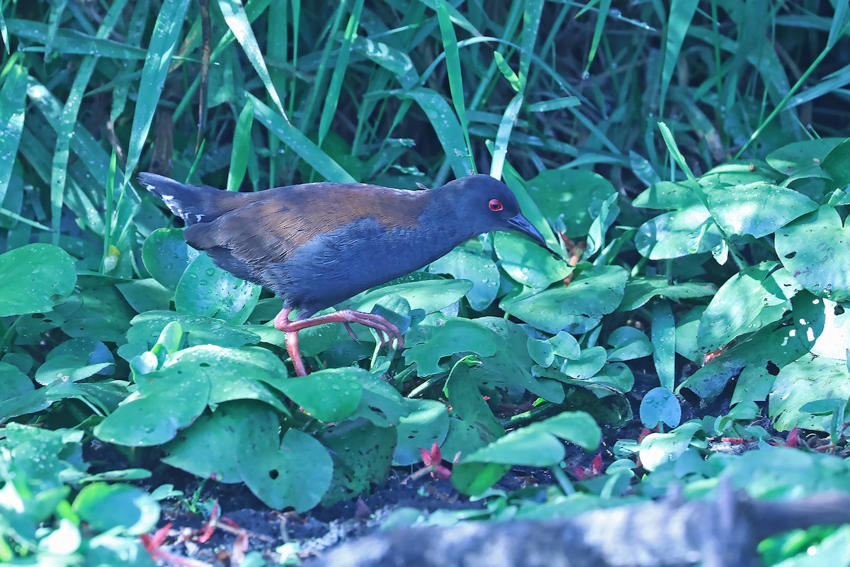 Spotless Crake - ML609372668