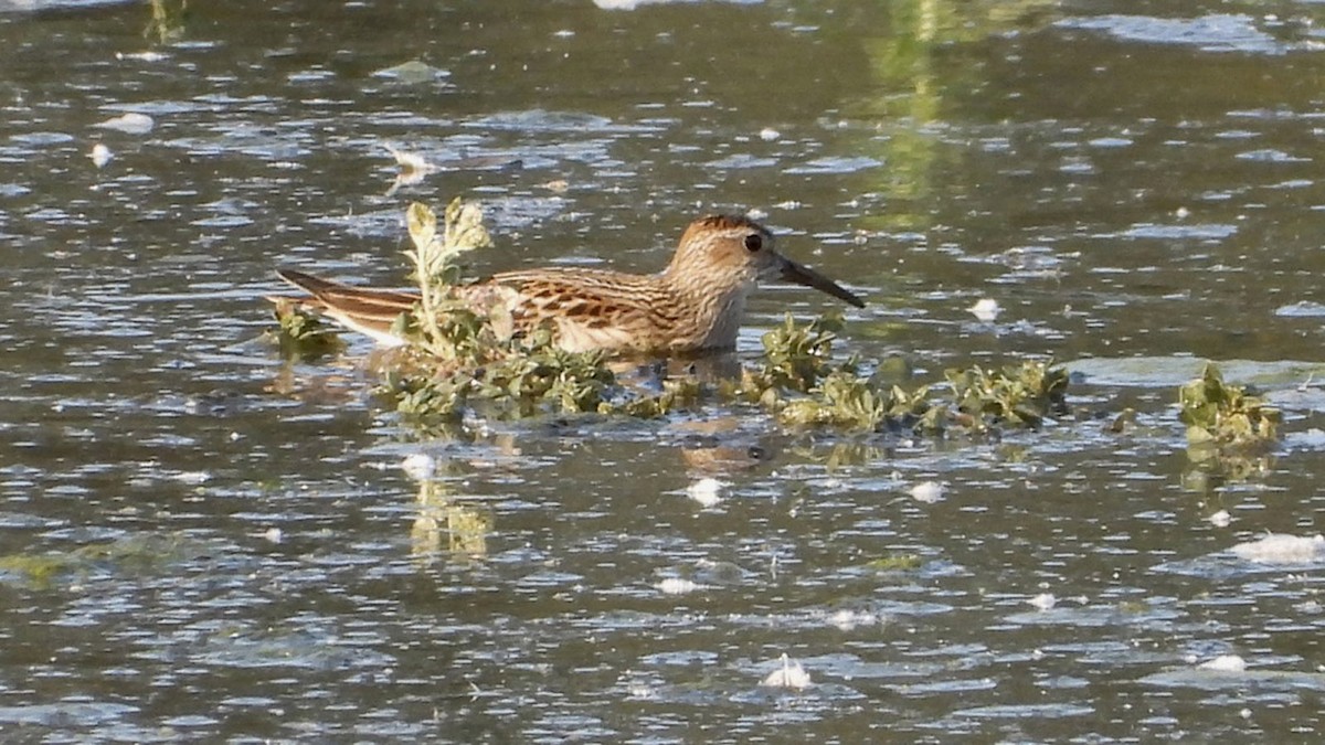 Pectoral Sandpiper - Pair of Wing-Nuts