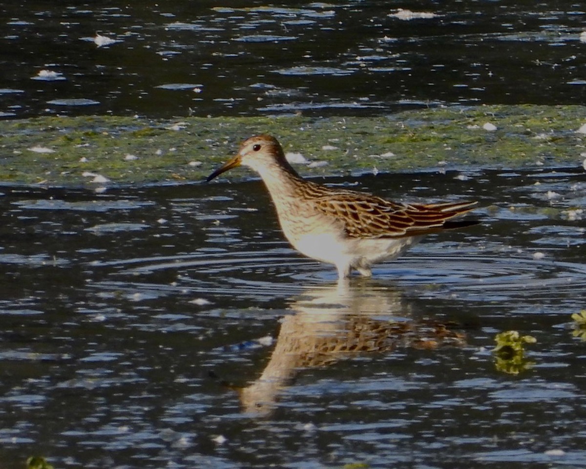 Pectoral Sandpiper - Pair of Wing-Nuts