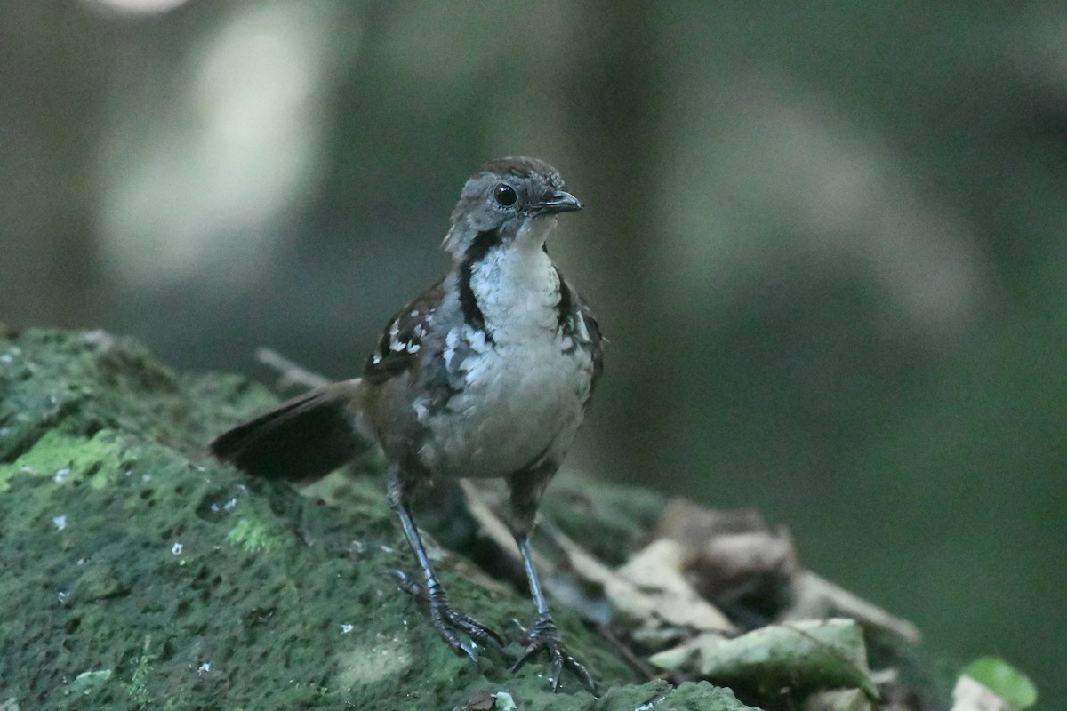 Australian Logrunner - ML609372936