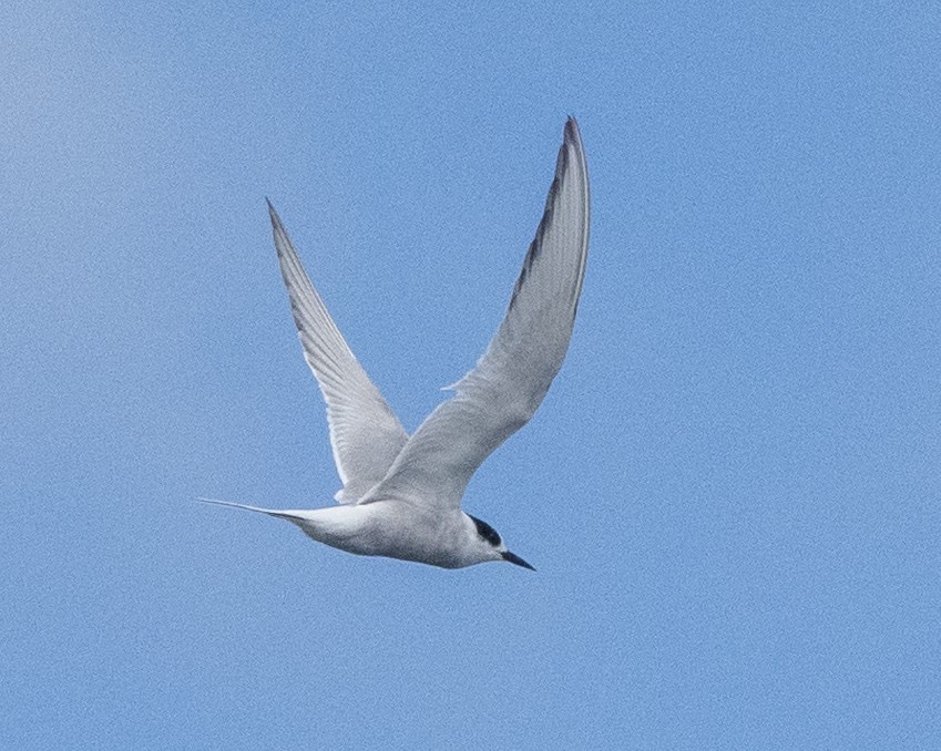 Arctic Tern - ML609372939