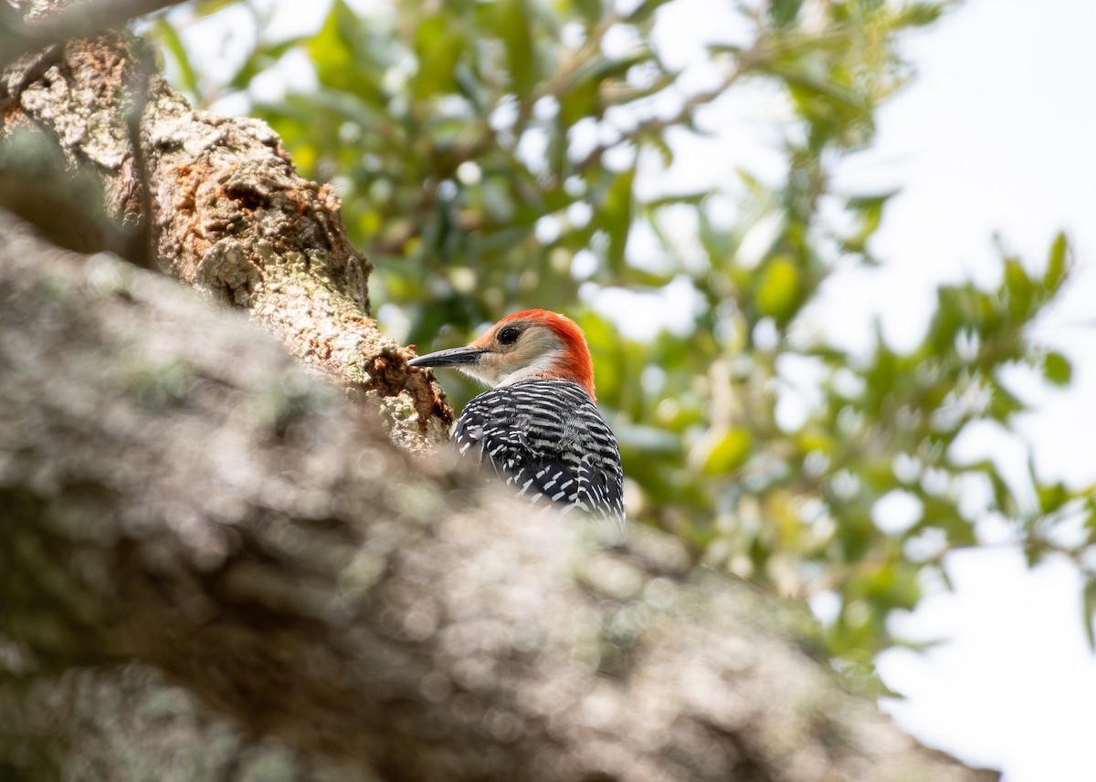 Red-bellied Woodpecker - ML609373095