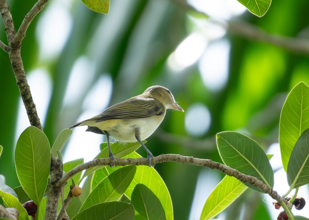 rødøyevireo - ML609373106