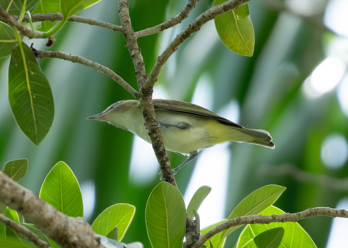 Red-eyed Vireo - ML609373107