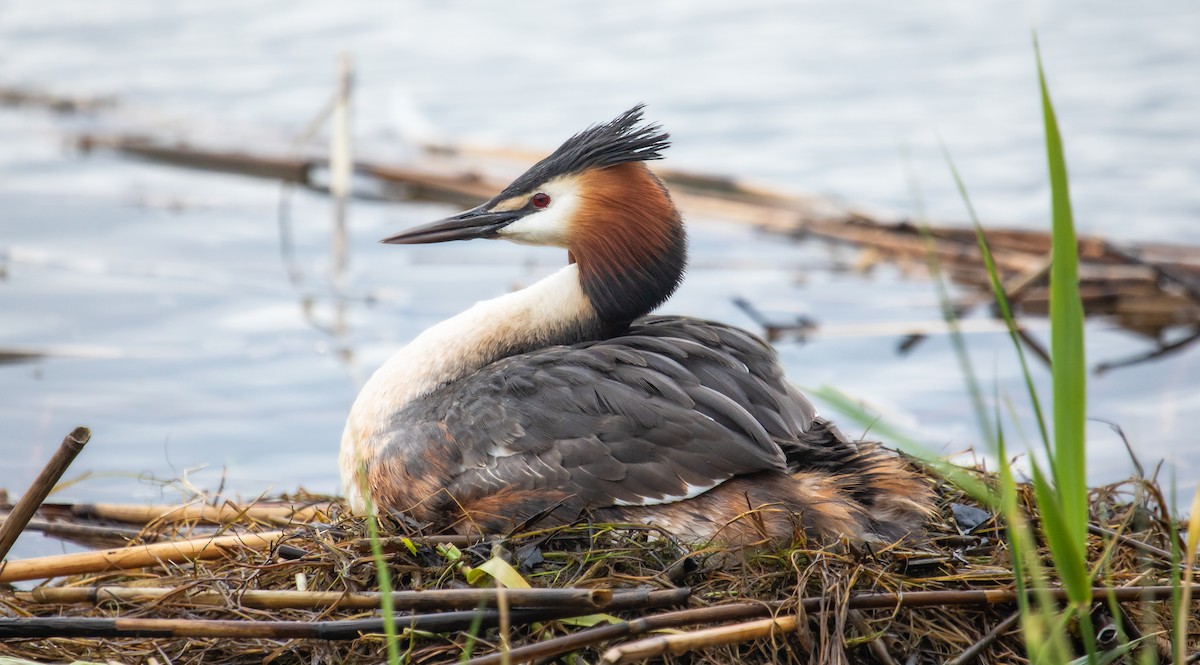 Great Crested Grebe - ML609373112