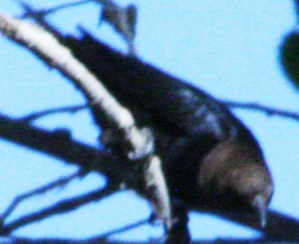 Brown-headed Cowbird - ML609373164