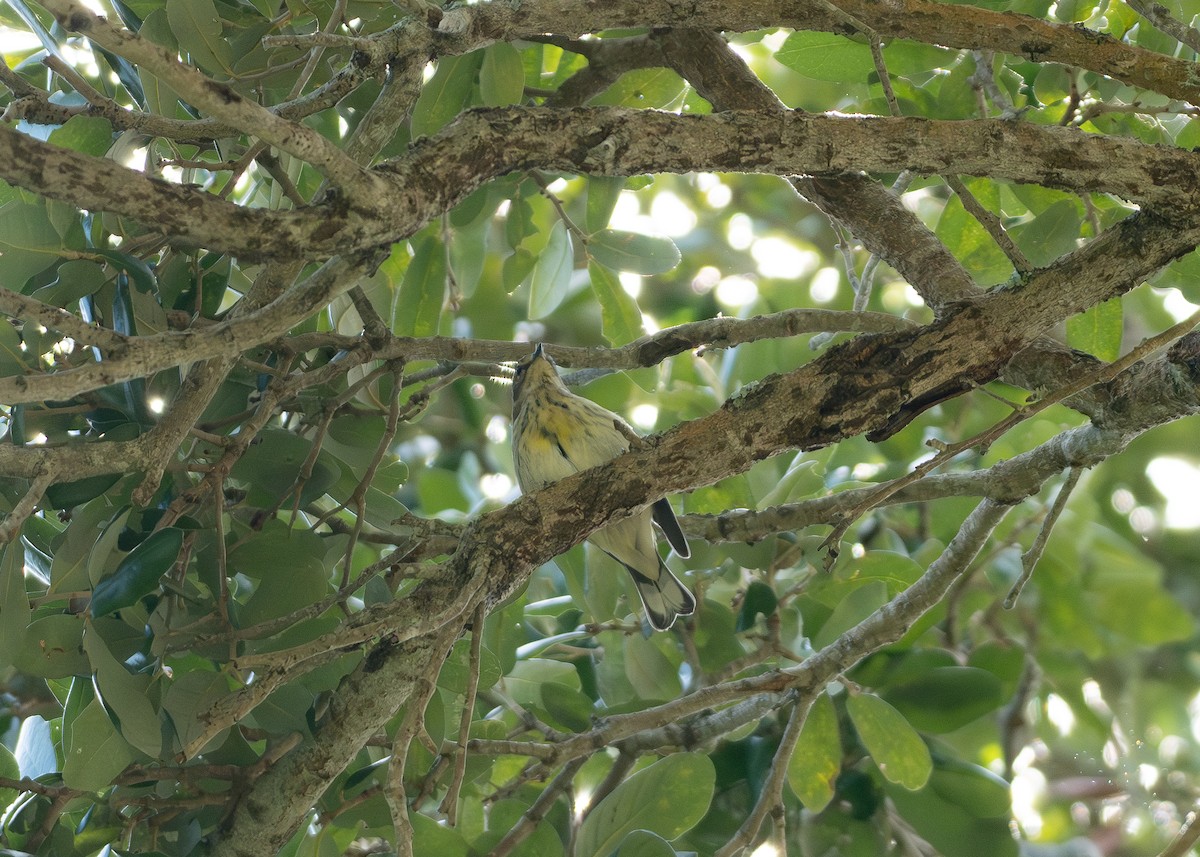 Cape May Warbler - ML609373266