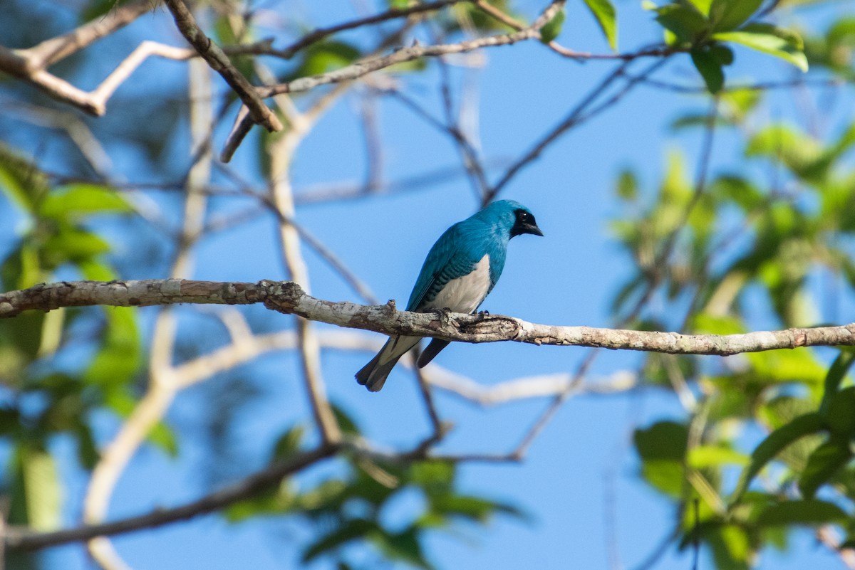 Swallow Tanager - Brent Reed