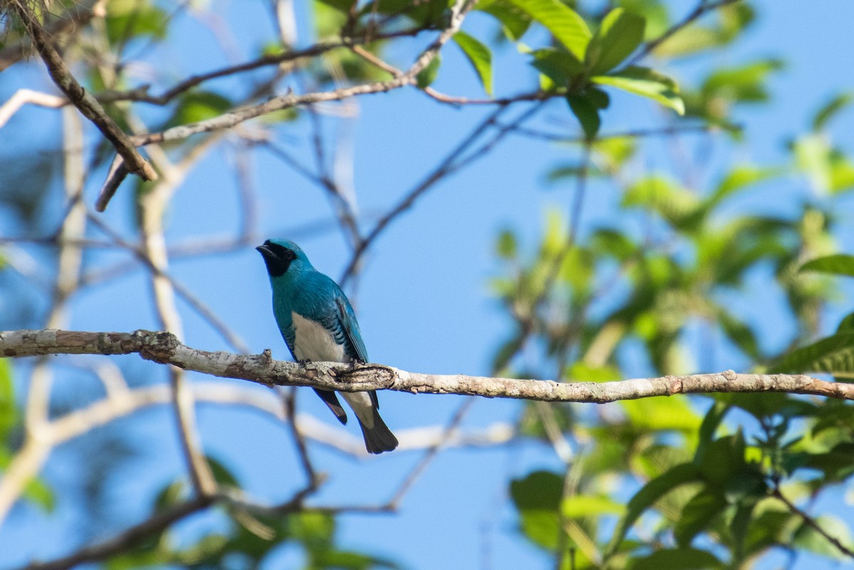 Swallow Tanager - Brent Reed