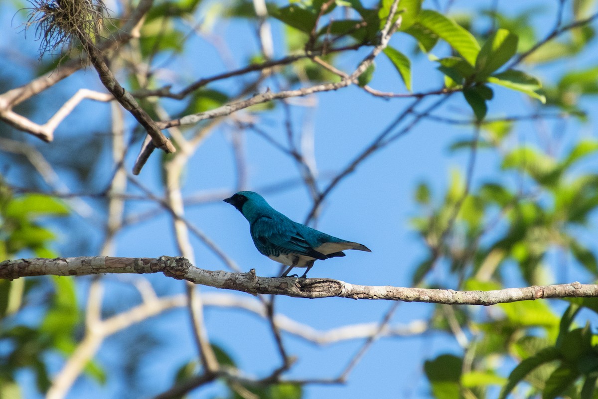 Swallow Tanager - Brent Reed