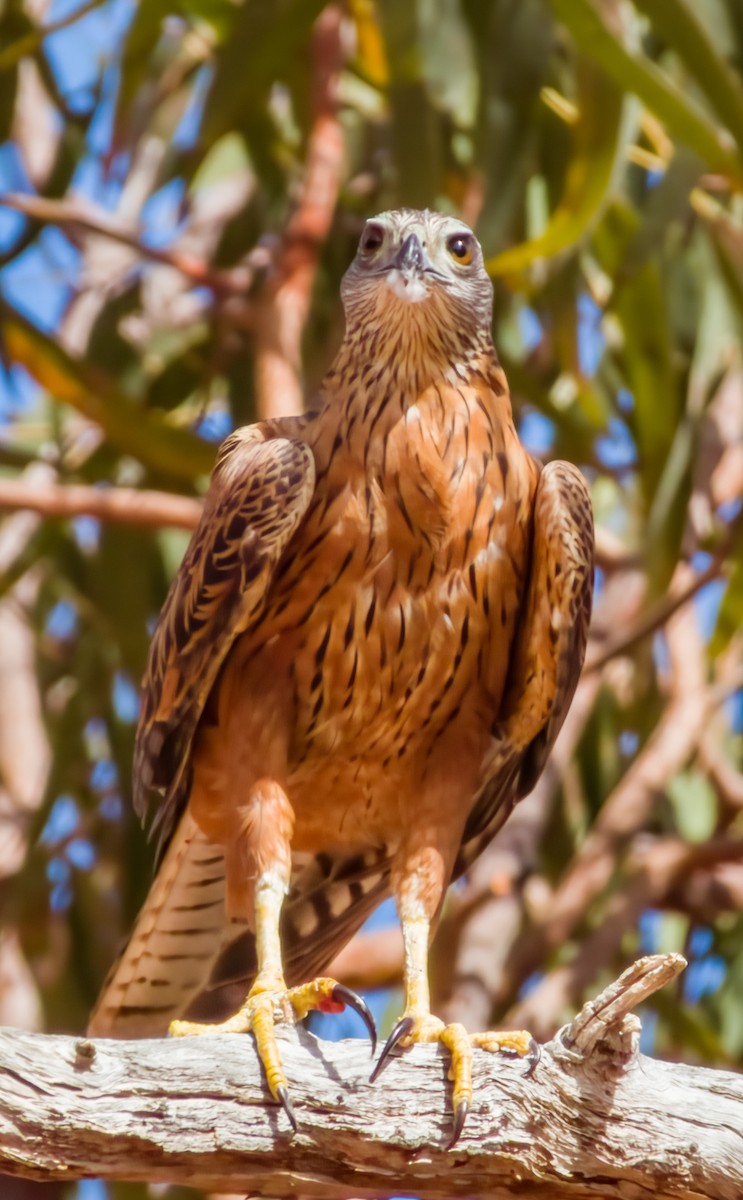 Red Goshawk - ML609373306