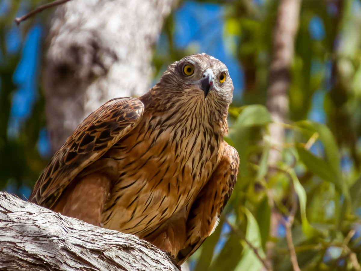 Red Goshawk - ML609373319