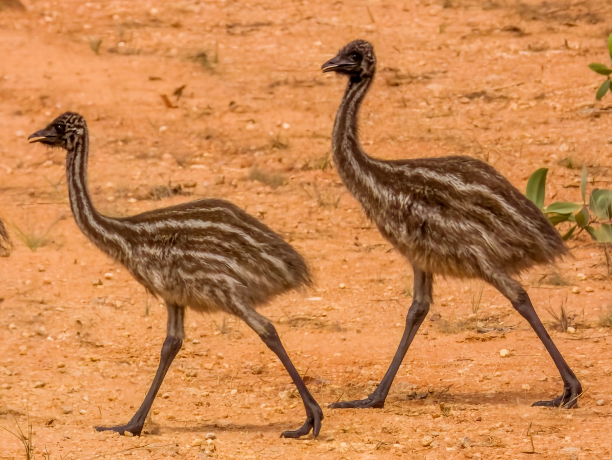 Emu - Imogen Warren