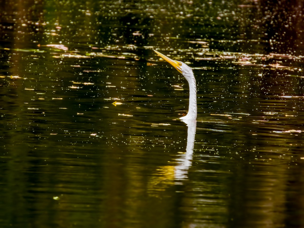 anhinga australská - ML609373340