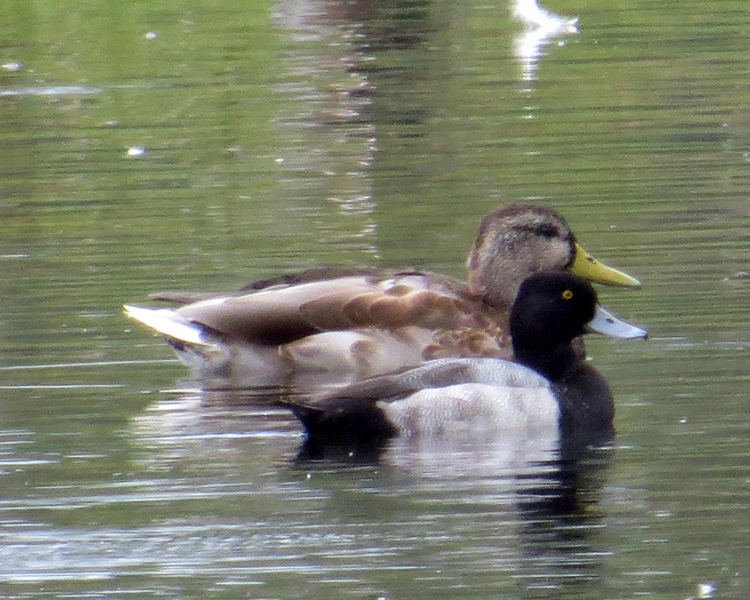 Lesser Scaup - Pam Campbell