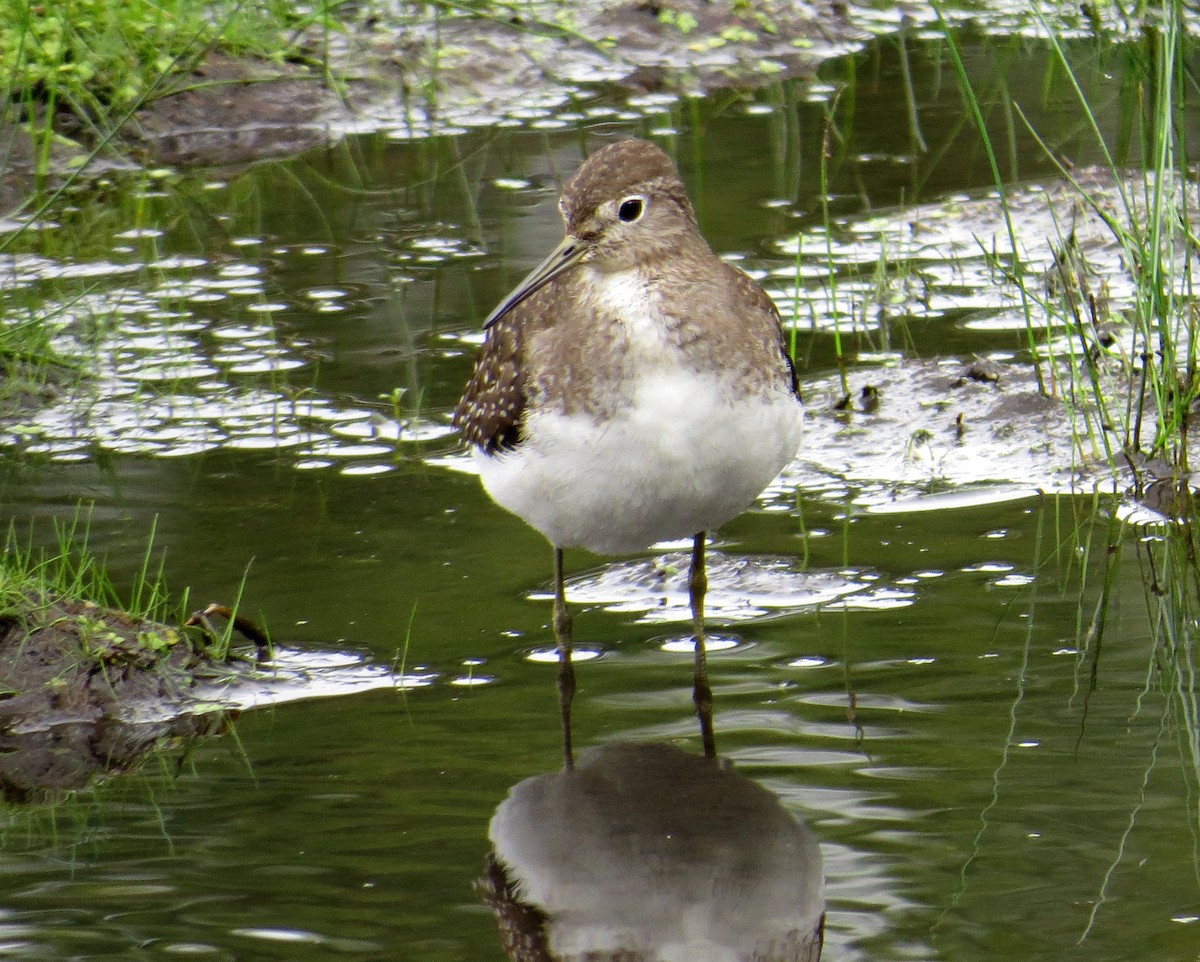 Solitary Sandpiper - Pam Campbell