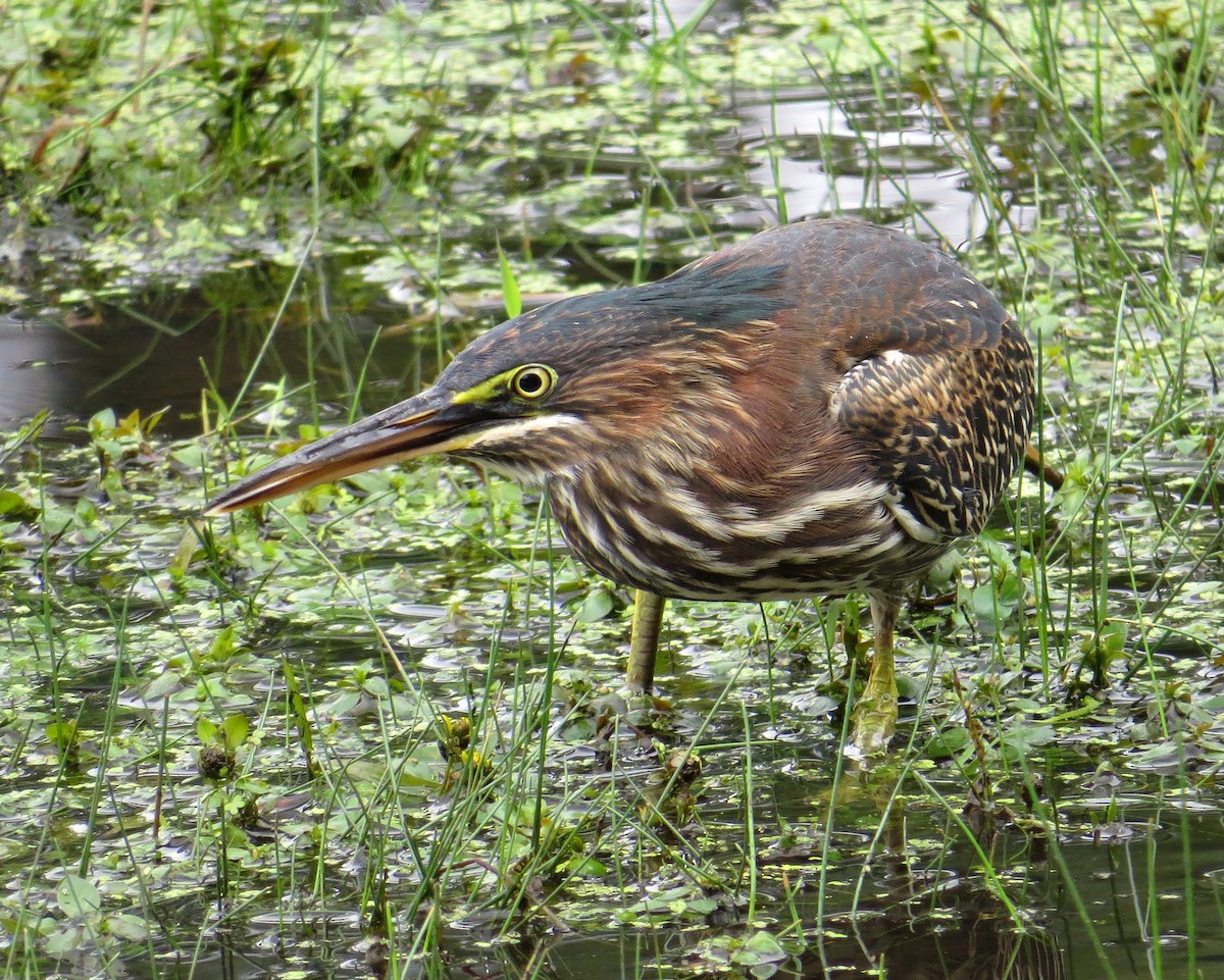 Green Heron - ML609373383