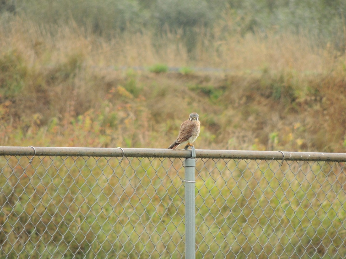 American Kestrel - ML609373421