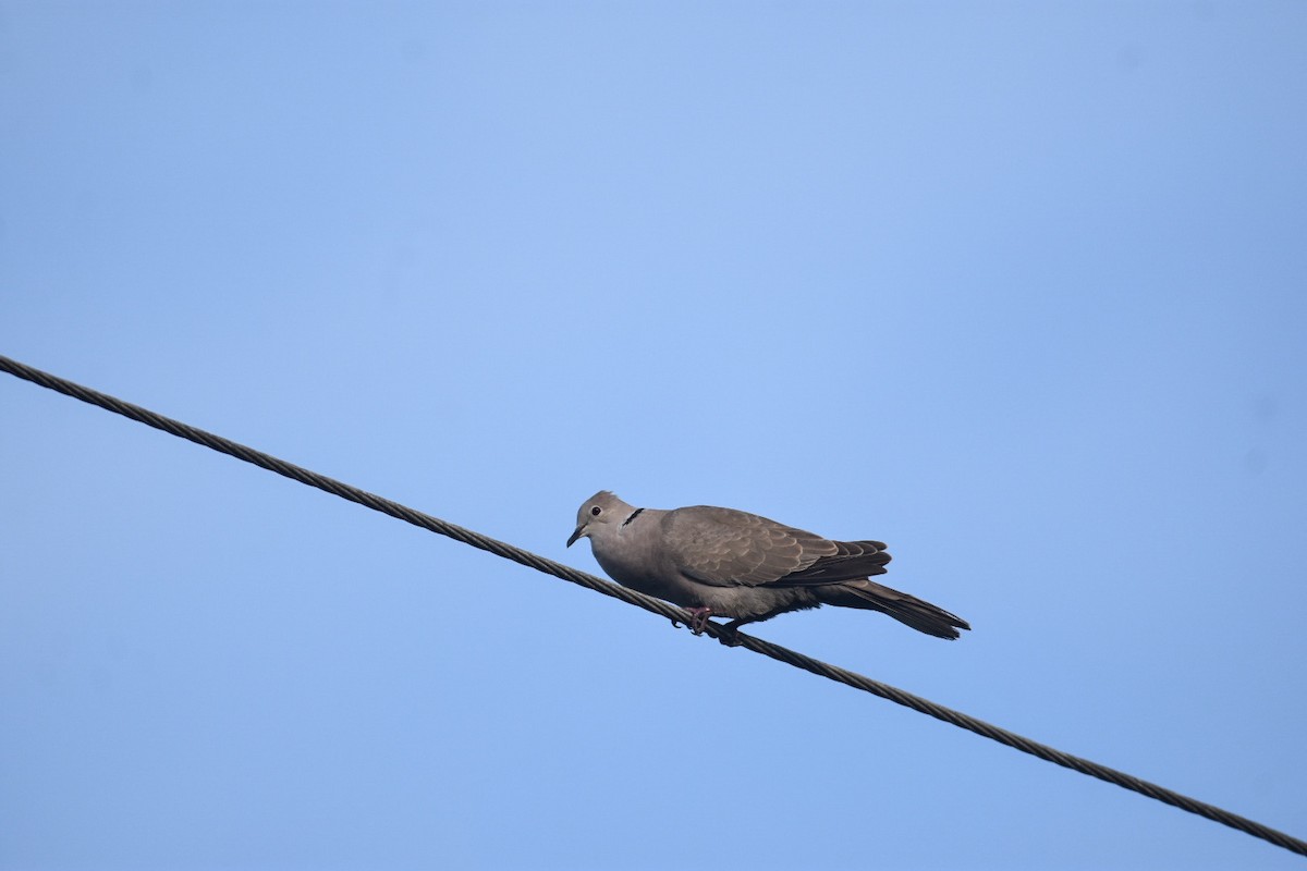 Eurasian Collared-Dove - ML609373435