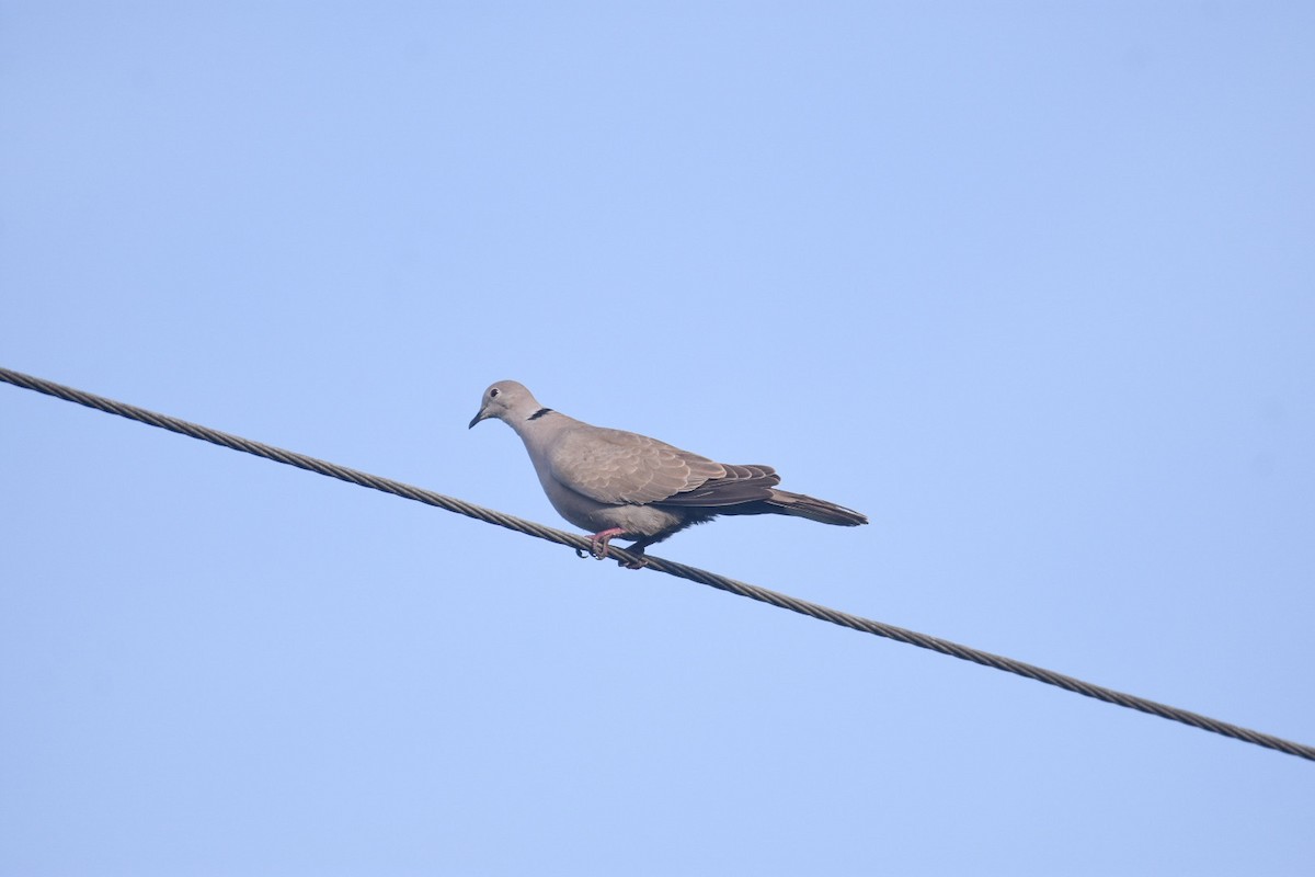 Eurasian Collared-Dove - ML609373436