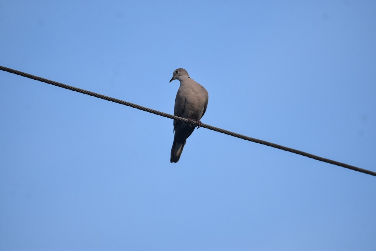 Eurasian Collared-Dove - ML609373437