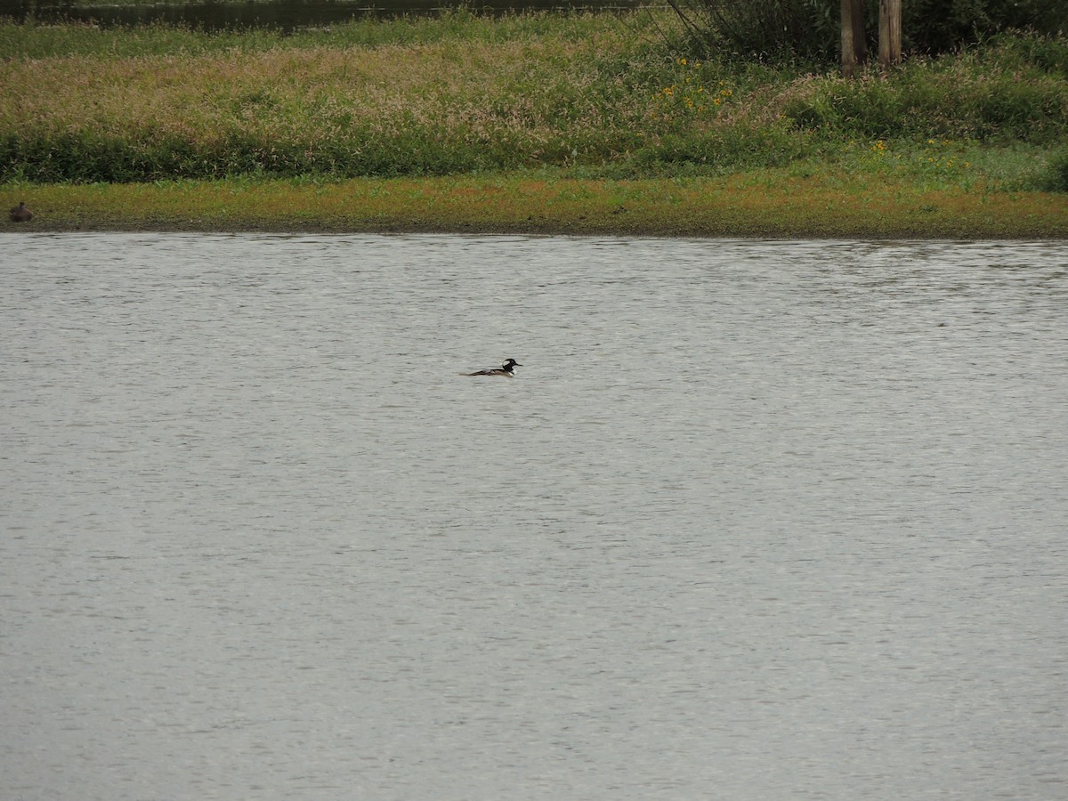 Hooded Merganser - ML609373496