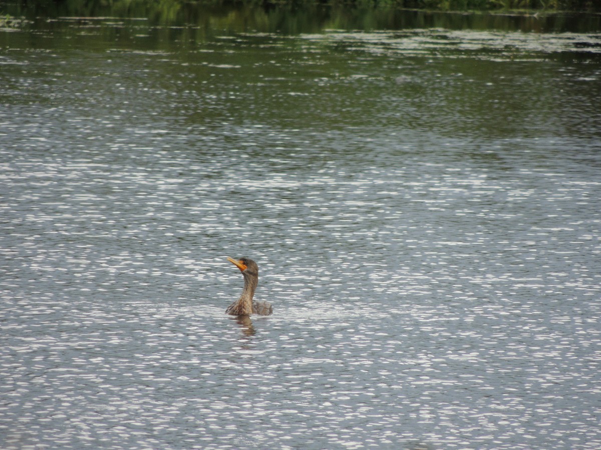 Double-crested Cormorant - ML609373510