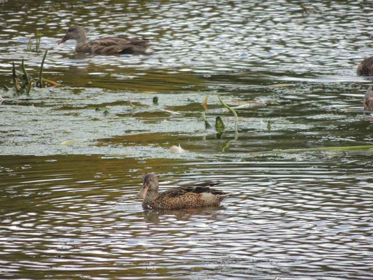 Northern Shoveler - ML609373518