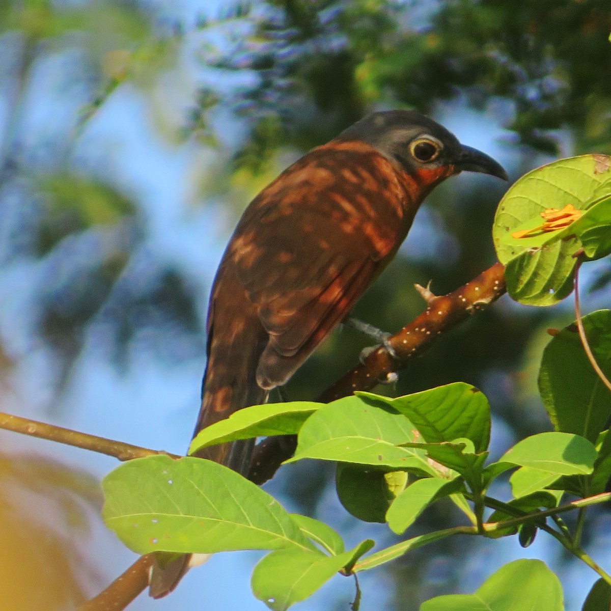 Gray-capped Cuckoo - ML609373528