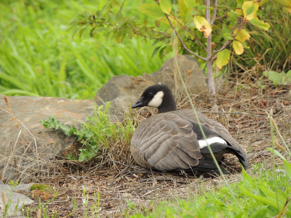 Cackling Goose - Zev Doll-Schmitz