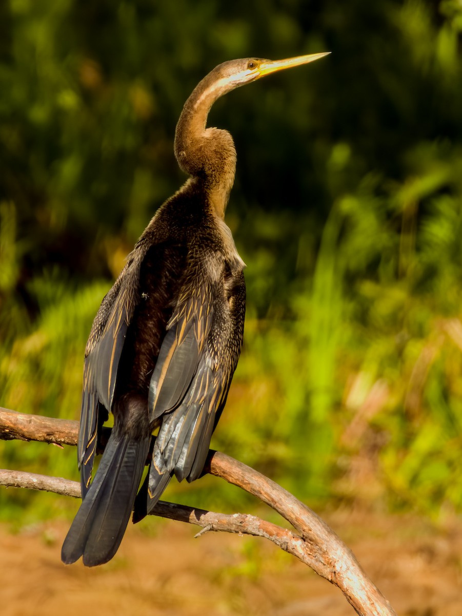 Australasian Darter - ML609373540