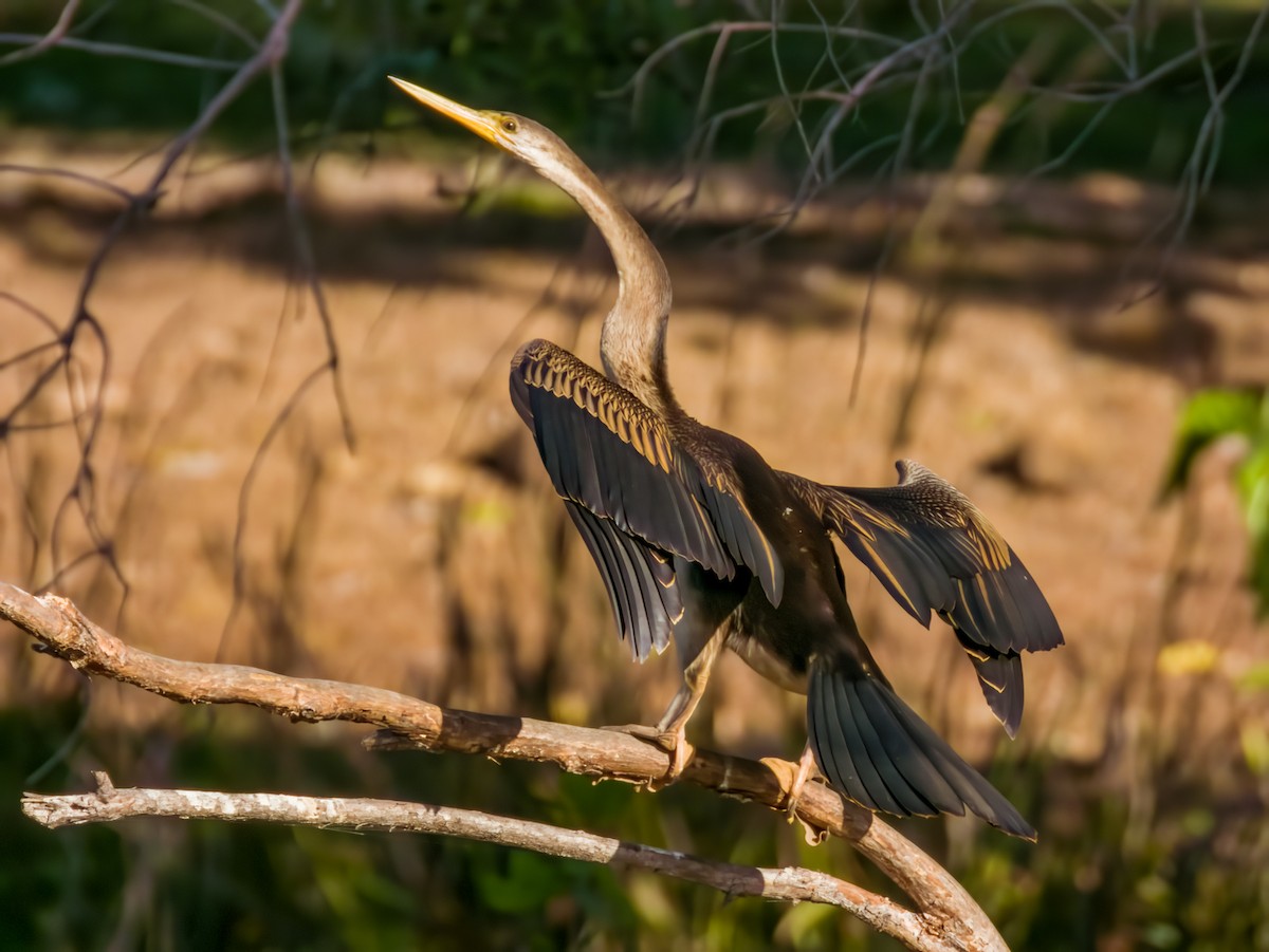 Australasian Darter - ML609373541